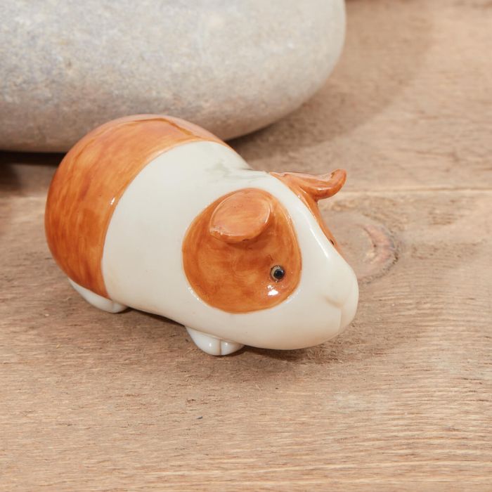 Brown & White Guinea pig